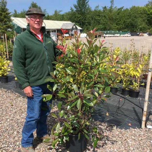 50 x 40-60cm Pot Grown Red Robin Photinia x fraseri Hedge | ScotPlants Direct